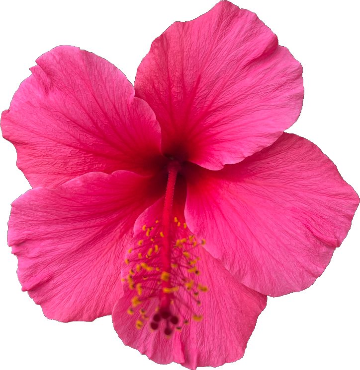 Hibiscus Image